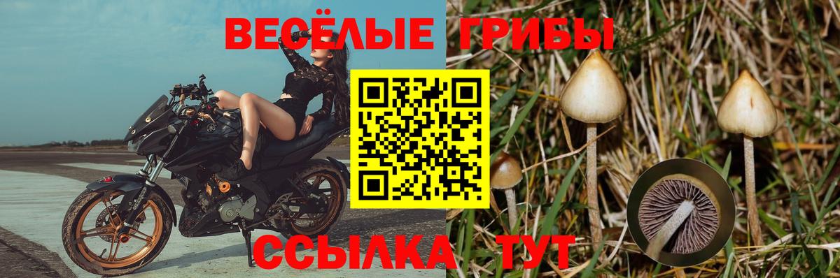 Белорецк  Псилоцибиновые грибы мицелий  купить   Вход с VPN 
